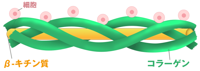 コラーゲンは三つ編み構造になっている